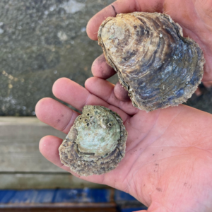 Dinings Oysters